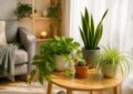 scopri quali piante da appartamento sono ideali per principianti, facili da curare e perfette per portare un tocco di verde in casa senza stress.